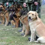 Obuka pasa za službu u jedinicama Vojske Srbije