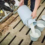 Ministarstvo: Nećemo ignorisati jednostrano umanjenje cene mleka