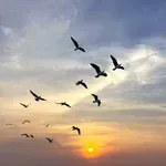 Soj ptičjeg gripa koji hara Antarktikom u stanju je da pobije 100 odsto zaražene faune