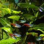 Počinju istražni radovi za izgradnju akvarijuma na Ušću u Beogradu