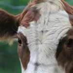 Ministarstvo: Počela javna rasprava o Nacrtu zakona o hrani za životinje