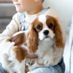 Veterinar: Jednu rasu pasa nikada ne bih izabrao, uprkos tome što je odlična s decom