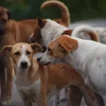 Biotehnologija i psi: Kako i da li moderni lekovi menjaju granice starenja?