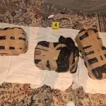 Policija Srbije u 2025. zaplenila više od šest tona droge