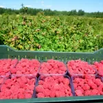 Asocijacija proizvođača malina: Očekivani rod do 15.000 tona, rekordan bio 100.000 tona