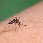 U predgrađima Beograda u utorak suzbijanje komaraca sa zemlje i vode
