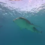 Druga po veličini vrsta ajkule snimljena u Jadranu (VIDEO)