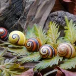 Nije lako biti najlepši na svetu: Evoluciona misterija pred izumiranjem