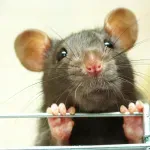 Ako im se ponudi, pacovi će koristiti kanabis za relaksaciju