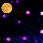 NASA ubrzava planove za postavljanje nuklearnog reaktora na Mesecu
