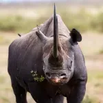 Od potpunog nestanka do povratka - nosorozi ponovo nastanjuju park u Ugandi