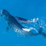 Naučnici: Otkriven smrtonosni virus u mlaznicima - izdasima arktičkih kitova