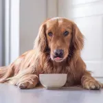 Šta pas sme, a šta nikako ne sme da pojede sa svečane trpeze