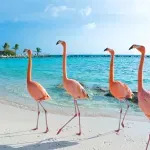 Flamingosi su ružičasti predatori – njihov način lova začudio je naučnike