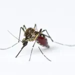 Četiri osobe preminule od virusa Zapadnog Nila u Grčkoj