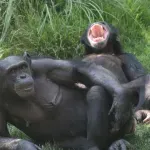 Naučnici po prvi put zabeležili građanski rat šimpanzi