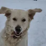 Da li treba šetati pse tokom veoma hladnog vremena?