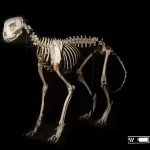 Mumificirani gepardi pronađeni u saudijskim pećinama