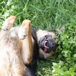 Zašto se psi okreću na leđa?