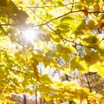 Odbornik: Predsednik opštine Ivanjica umesto badnjaka doneo bukvu