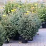 Zelenilo posadilo 93 novogodišnje jelke