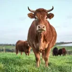 Upoznajte Veroniku - pametnu kravu koja je zbunila naučnike