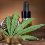 Kanabis i zdravlje - kada postaje opasan?