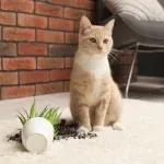 Stvari koje mačke rade, a imaju logično objašnjenje