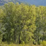 Odbijen zahtev Nišlijke da džinovsko stablo crne topole bude pod zaštitom države