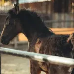 Šumarski inženjer na Suvoj planini spasio napušteno ždrebe: Ne zna se zašto ga je mama napustila, potrebna pomoć za mleko