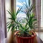 Dracena je jedna od najzahvalnijih sobnih biljaka, ali ove greške mogu da je unište