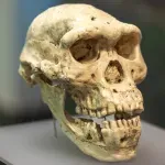 Naučnici rekonstruisali lice najstarijeg poznatog Homo sapiensa (FOTO)