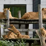 Nesvakidašnji prizor u zoo-vrtu: Dve sestre lavice zajedno odgajaju 12 mladunaca (FOTO)