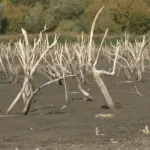 Bačkotopolsko jezero na istorijskom minimumu: "Pitanje je da li će akumulacija preživeti još jedno leto"