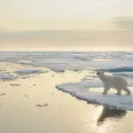 Kako polarni medvedi prkose predviđanjima o klimatskim promenama
