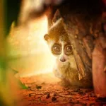 Jedna od najslađih životinja na svetu: Neodoljiva, mazna - i otrovna (VIDEO)