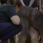 Zoološki vrt u Vašingtonu dočekao prinovu azijskog slona posle 25 godina: Beba od 140 kilograma (VIDEO)