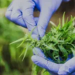 Oduzeto još šest licenci za uzgajanje marihuane u Severnoj Makednoniji