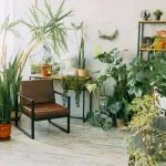 Omiljena sobna biljka nije samo ukras - ima i zdravstvene koristi