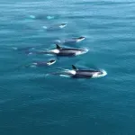 Naučnici zbunjeni nakon novog otkrića: Orke govore novim jezikom koji nikada ranije nije zabeležen