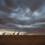 (VIDEO) Žirafe u divljini odolevaju oluji, ali - kolika je verovatnoća da ih udari grom?