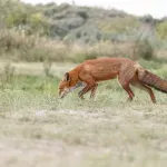 Izuzetno retka životinja prvi put viđena u kalifornijskom planinskom lancu (FOTO)