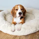 Pas u stanu bez dvorišta – mučenje ili mit?