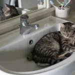 Bitno je da im je udobno - zašto mačke vole umivaonike?