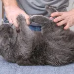 Vlasnici mačaka bi trebalo da budu oprezni - ogrebotina može da izazove opasnu infekciju