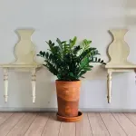 Biljka koja je dekorativna,veoma otporna i ima sposobnost prečišćavanja vazduha