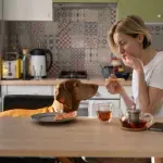 Zašto vas pas gleda dok jedete - većina pogrešno tumači taj pogled