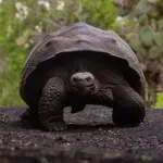 Džinovske kornjače vraćene na Galapagos posle skoro 150 godina