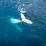Slika izuzetno retkog belog kita osvojila glavnu nagradu za fotografiju prirode (FOTO)