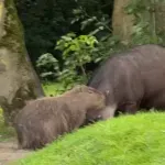 Nerazdvojni prijatelji - tapir i kapibara uginuli u istom danu